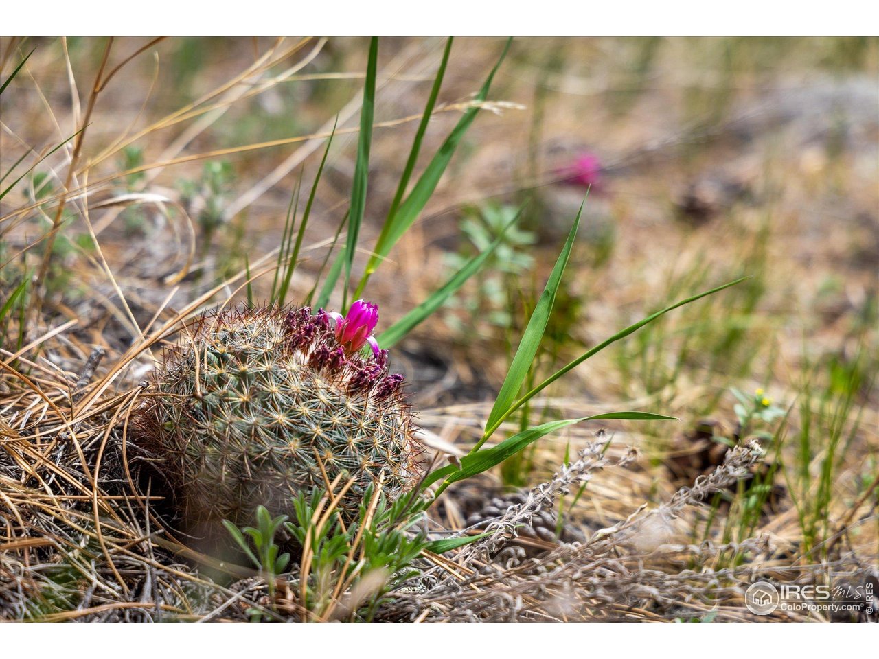 1289 Kiowa Road Lyons, CO 80540 - Photo 14 of 37 a view of a flower