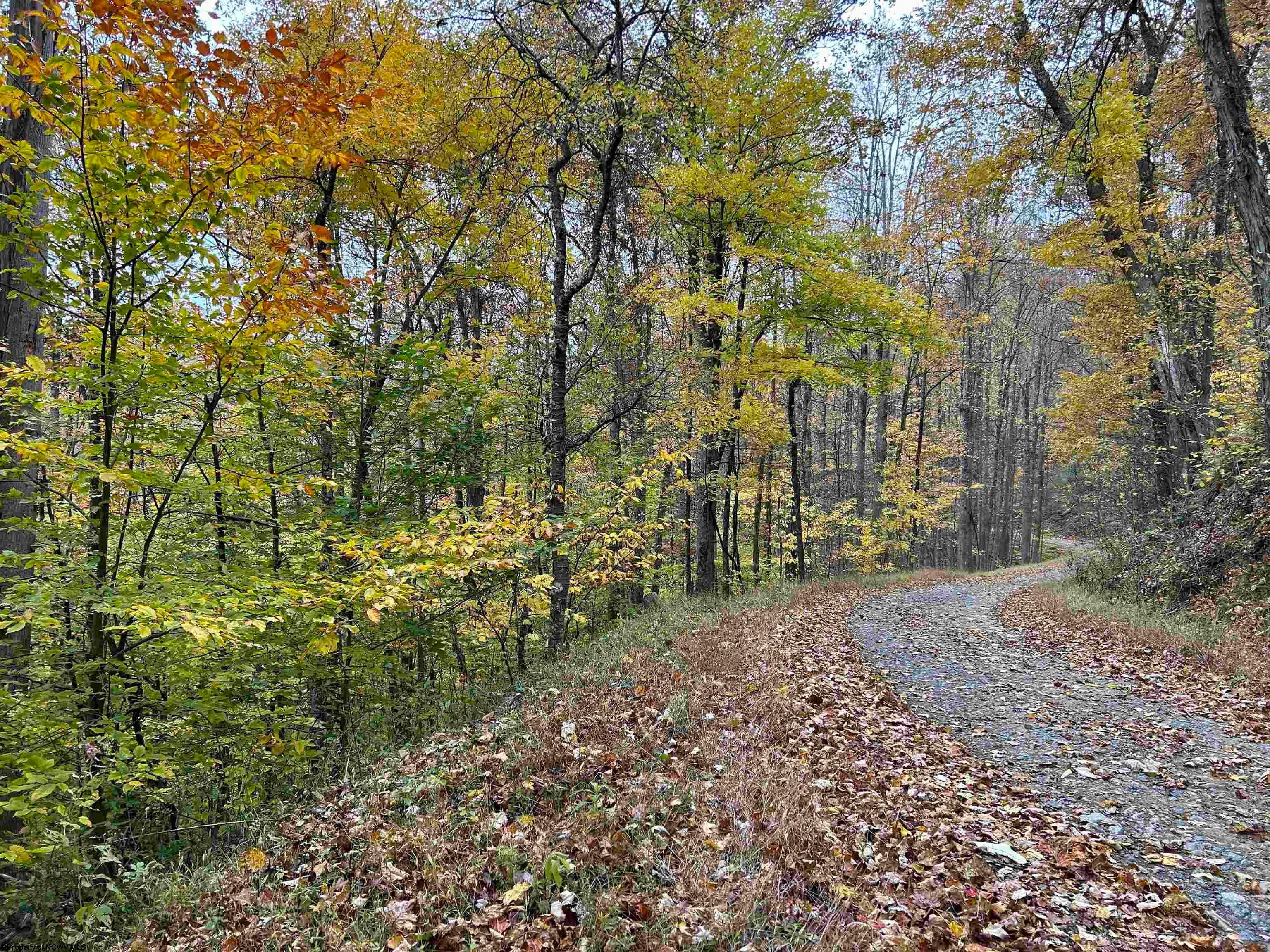 0 Hile Run Road Parsons, WV 26287 - Photo 5 of 9 Gallery Image 5