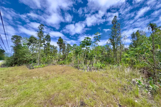 a view of a yard with a tree