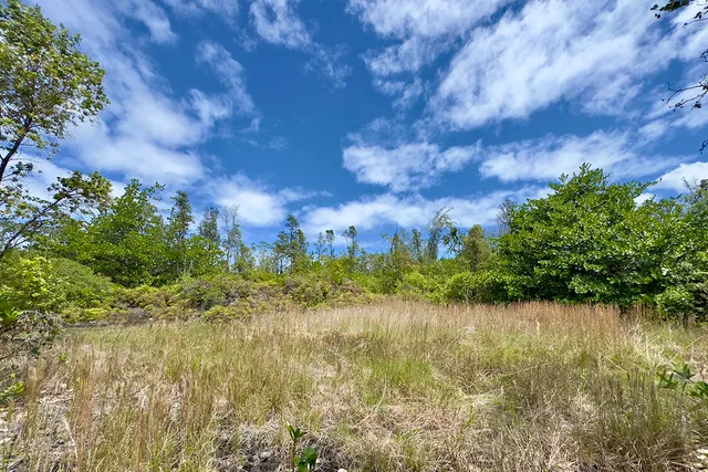 a view of lake with tree