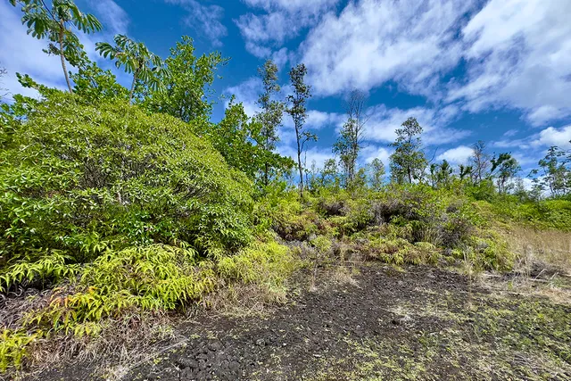 a view of a bunch of plants and trees