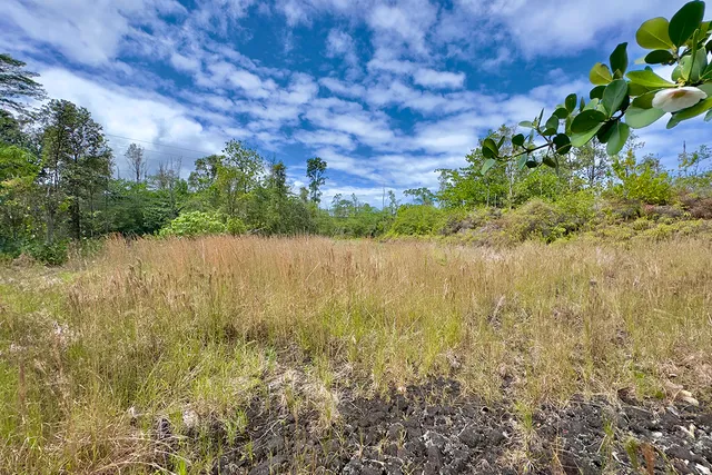 a view of lake with tree