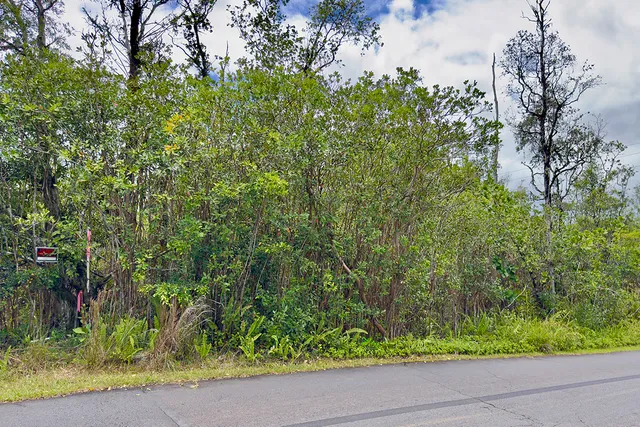 a view of a yard with plants