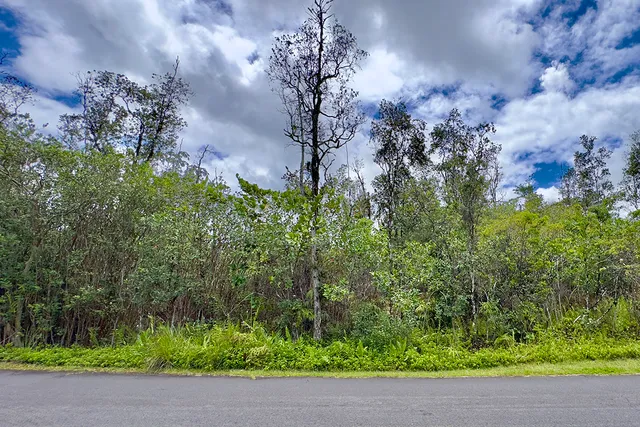 a view of a garden with a tree