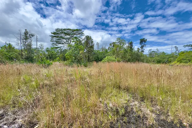 a view of lake with tree
