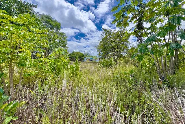 a backyard of a house with lots of green space