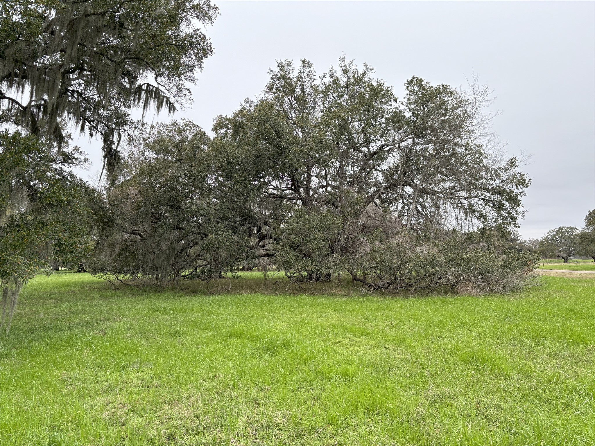 0 Old Henry Court Angleton, TX 77515 - Photo 7 of 10 a view of yard with green space