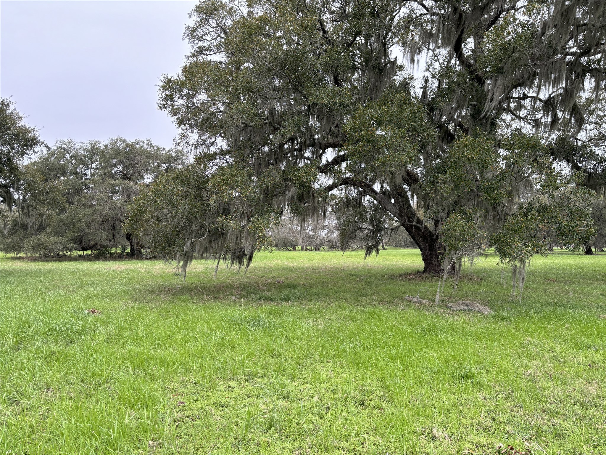 0 Old Henry Court Angleton, TX 77515 - Photo 9 of 10 a view of backyard with green space