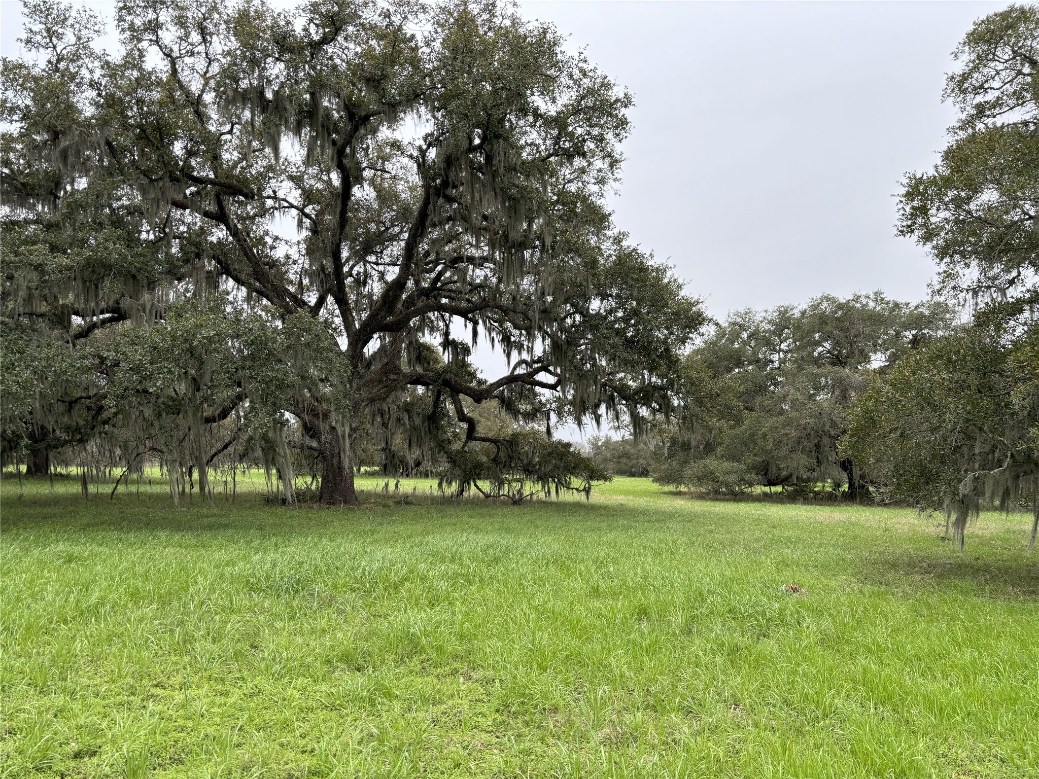 0 Old Henry Court Angleton, TX 77515 - Photo 10 of 10 a view of a park with large trees