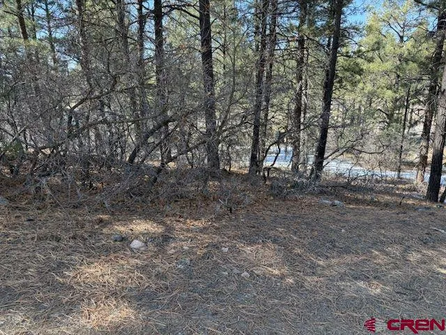a view of a forest with trees in the background