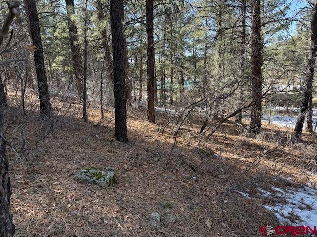 a view of a forest with trees in the background