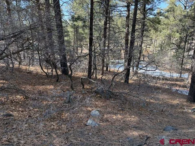 a view of a forest with trees in the background
