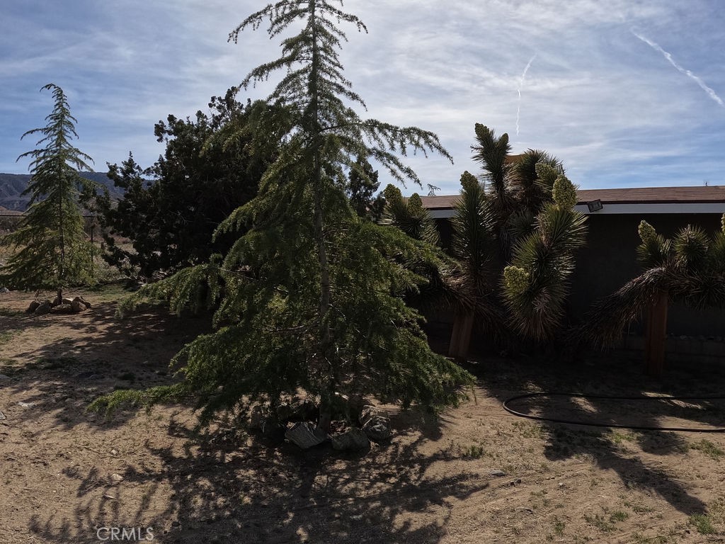 30000 Buchannon Ranch Road Llano, CA 93544 - Photo 27 of 67 a picture of trees