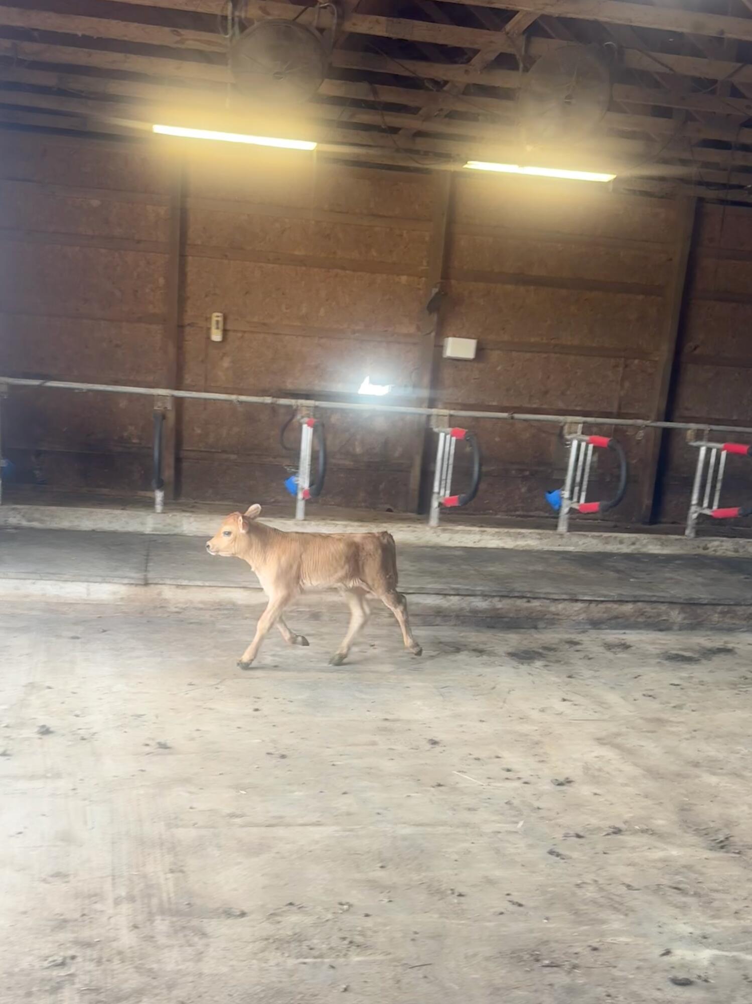 10989 Scio Church Road Chelsea, MI 48118 - Photo 64 of 78 New Calf