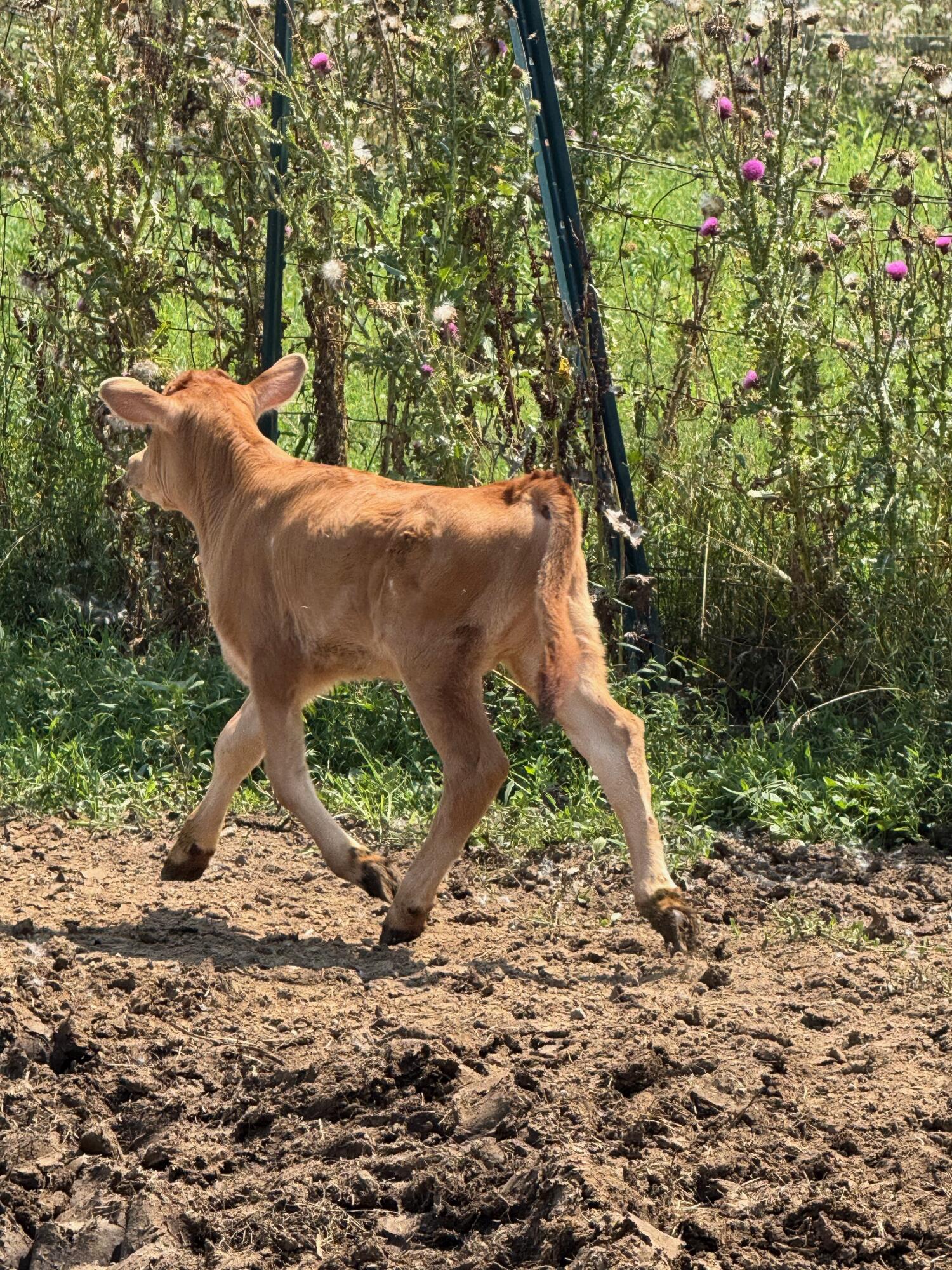 10989 Scio Church Road Chelsea, MI 48118 - Photo 65 of 78 New Calf