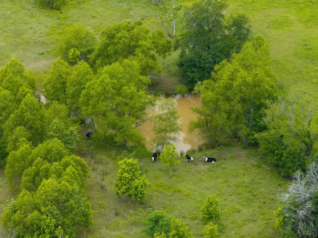 a view of a green field with lots of bushes