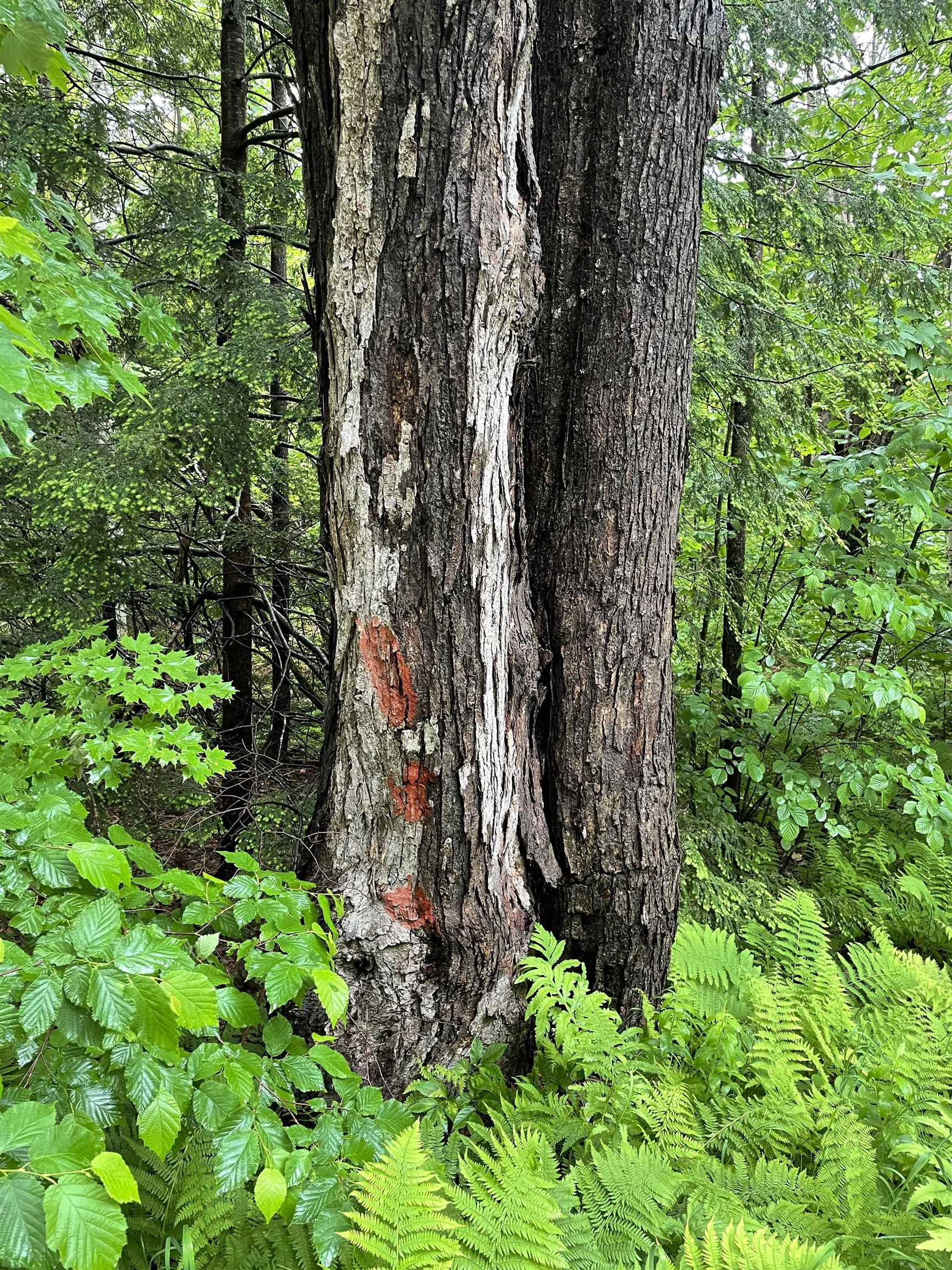 4 Smith Road Holderness, NH 03245 - Photo 7 of 12