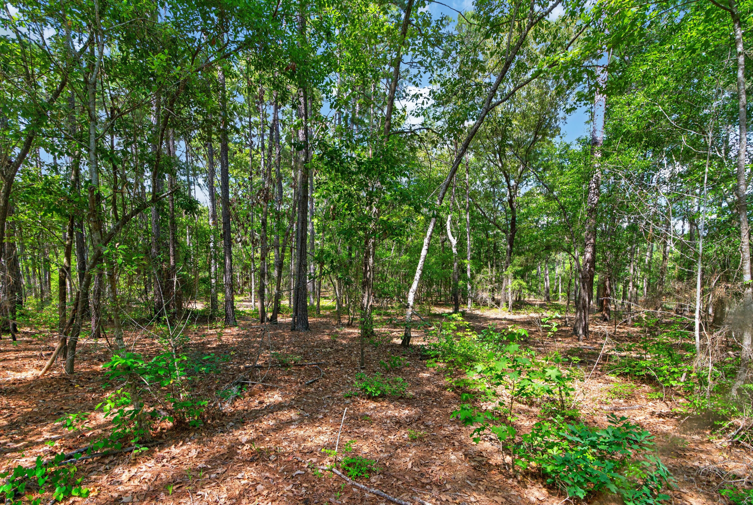 5120 North Brewington Road, Unit 10 Alcolu, SC 29001 - Photo 7 of 40 DSC09233