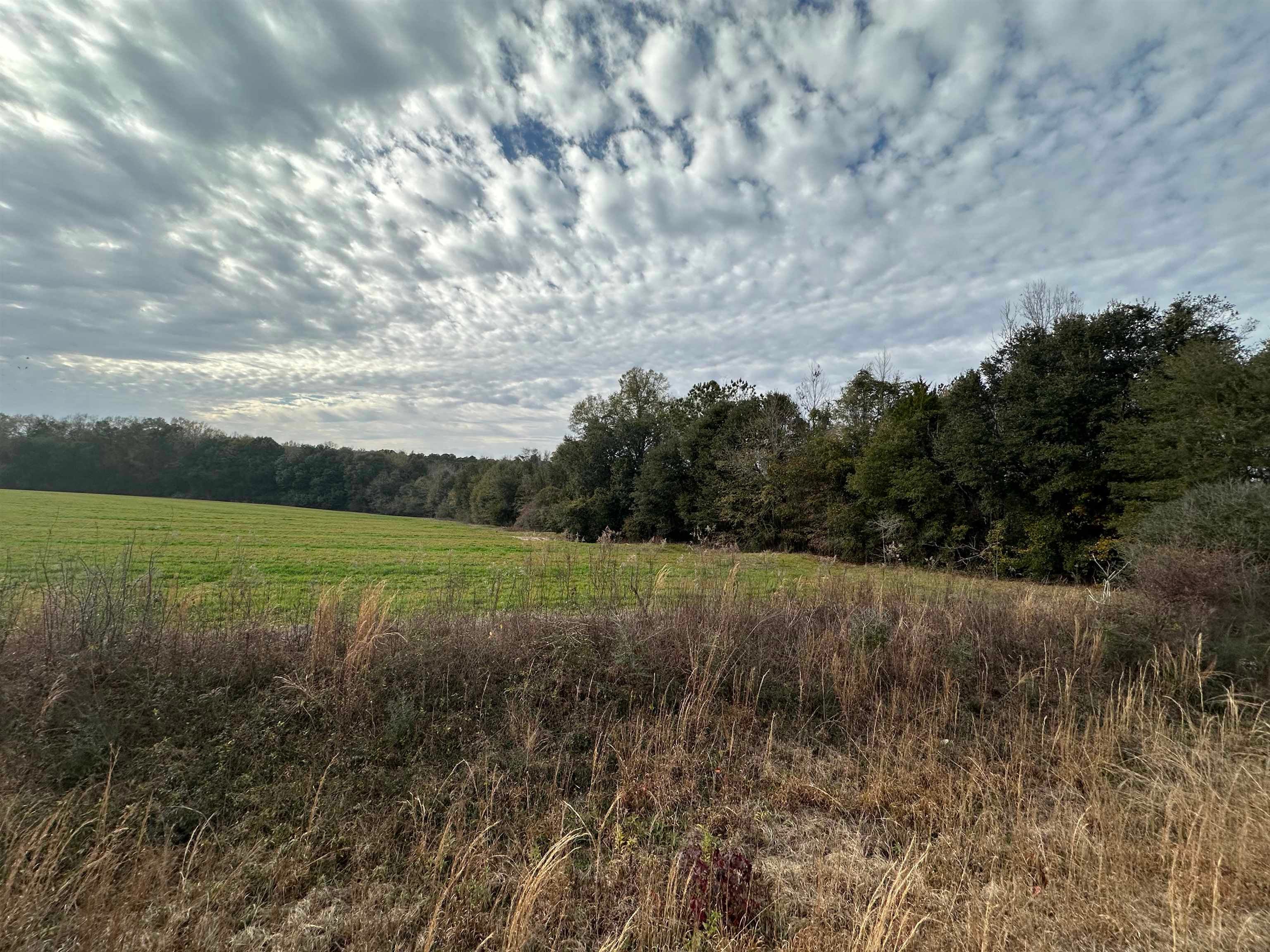 10-ac Bates Road Red Level, AL 36474 - Photo 4 of 11 Gallery Image 4