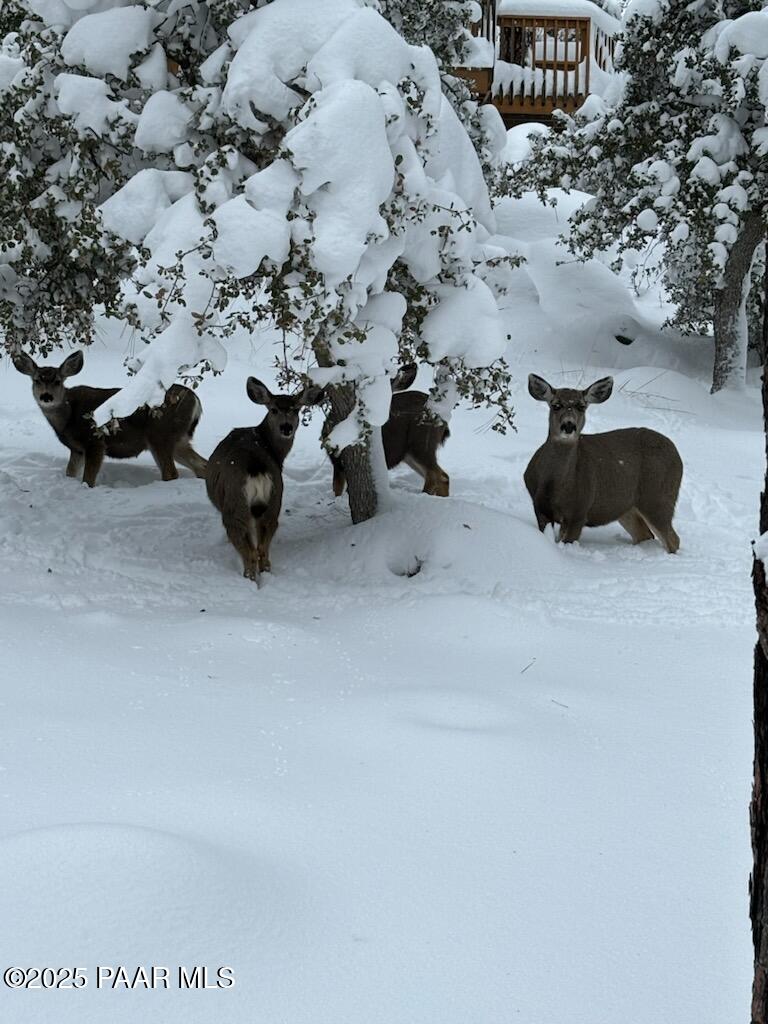 835 Happy Valley Road Prescott, AZ 86305 - Photo 61 of 61 Meet the Neighbors!