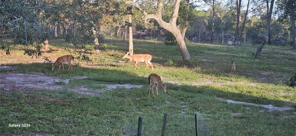 40140 Swift Road Eustis, FL 32736 - Photo 36 of 41