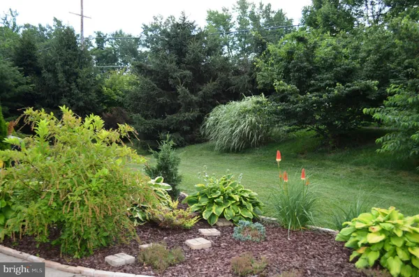a lush green forest with lots of trees