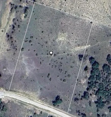 a view of a forest with a tree in the background