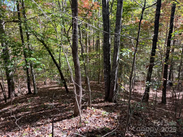a view of a forest with trees