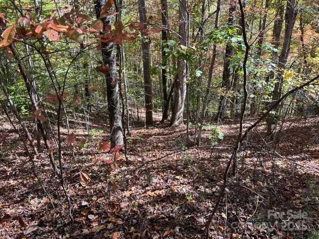 a view of a forest with trees