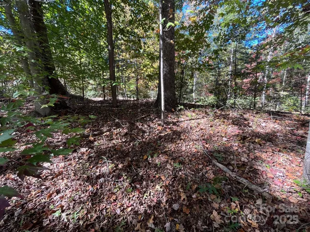a view of a forest filled with trees