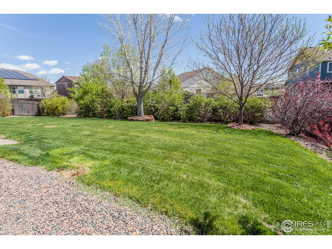 8594 Raspberry Drive Frederick, CO 80504 - Photo 36 of 40 a view of a big yard with plants and large trees