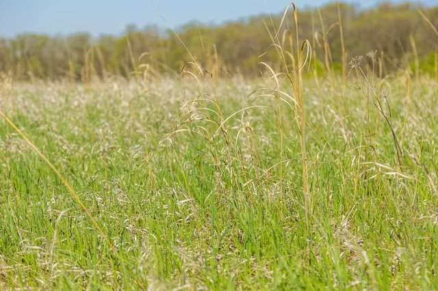 $65,000 | Tbd Tbd 302nd Street, Starbuck, MN 56381