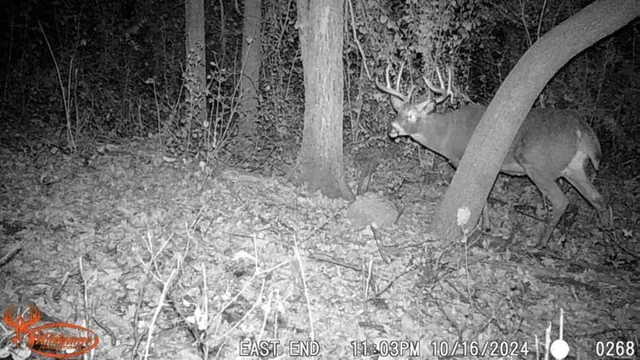 $65,000 | Tbd Tbd 302nd Street, Starbuck, MN 56381