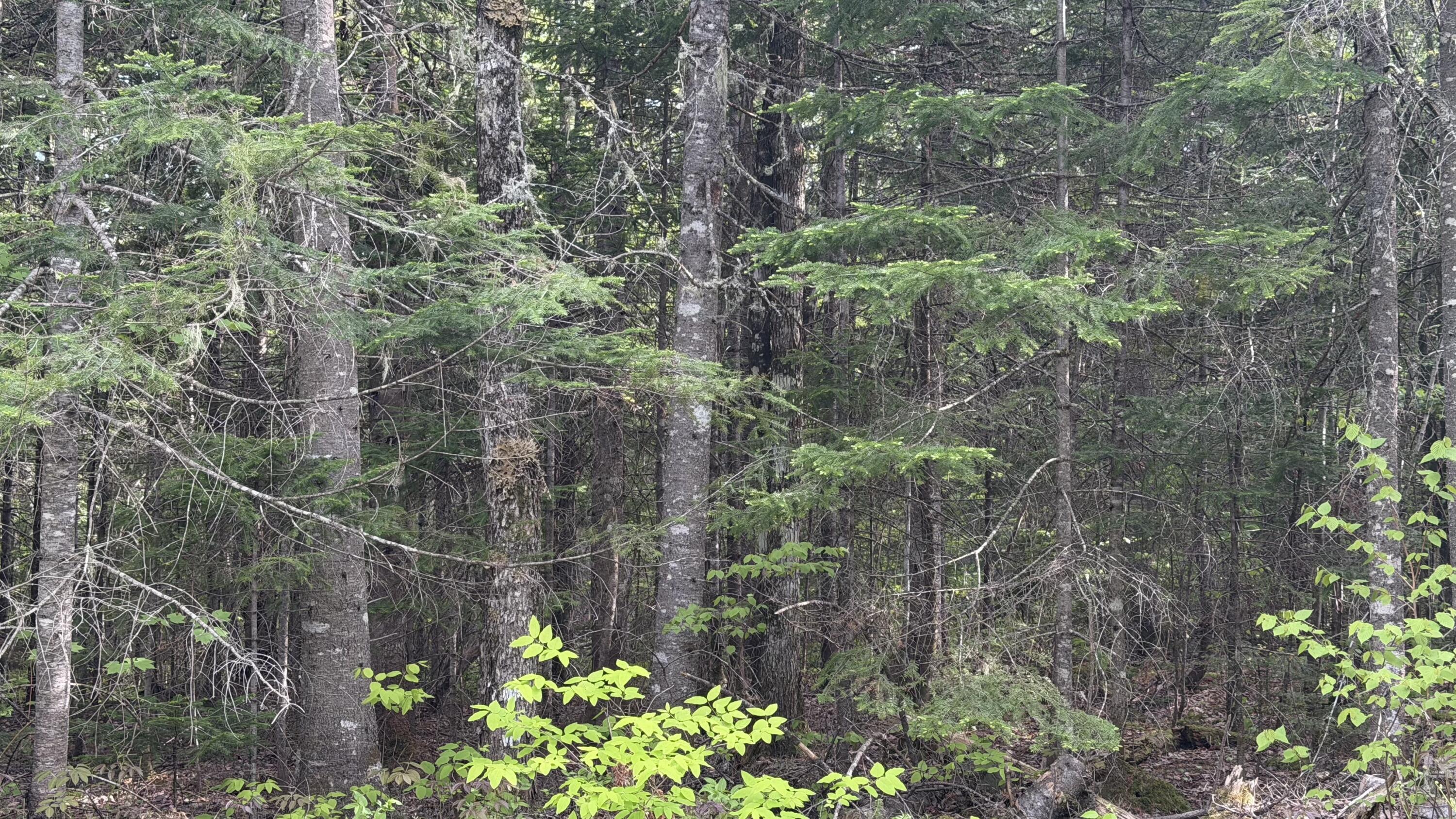M8-l18-8 Carvell Road Mapleton, ME 04757 - Photo 7 of 7 IMG_2873