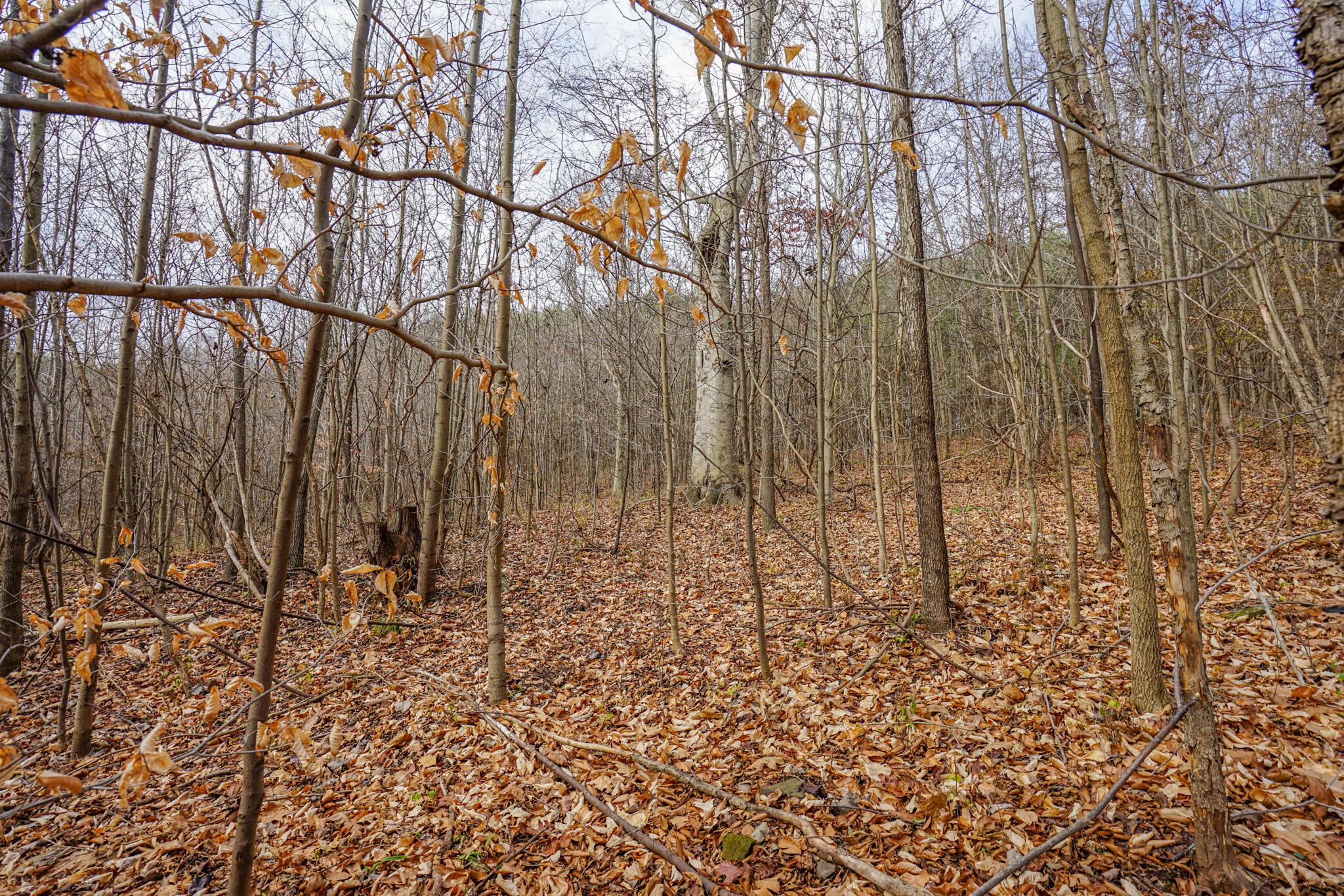 0 Fogle Road Caldwell, OH 43724 - Photo 14 of 42 DSC09898