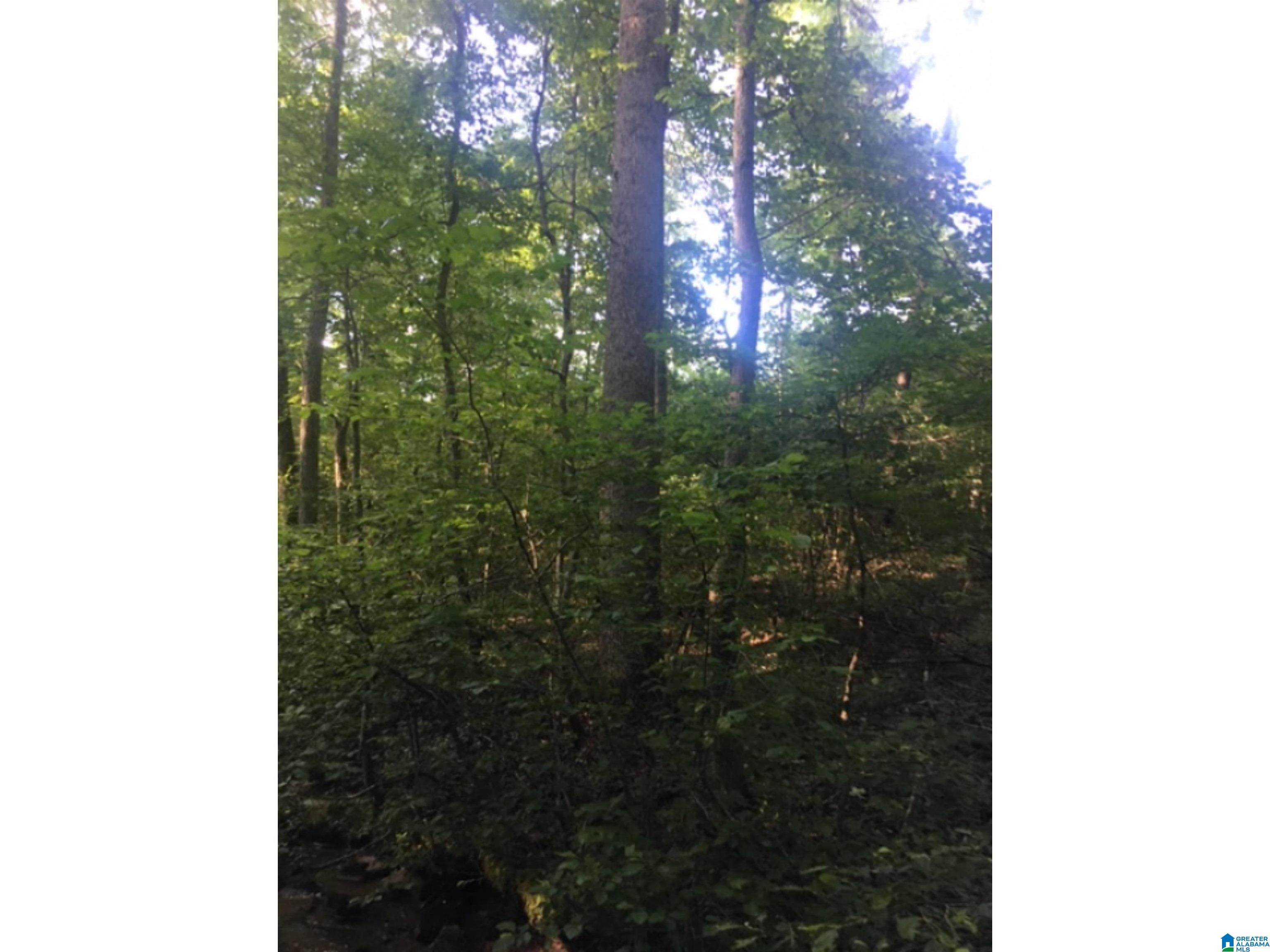 0 County Road 141, Unit 1 Ider, AL 35981 - Photo 14 of 29
