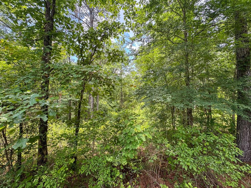 2 Posey Webb Camp Road Jonesville, LA 71343 - Photo 5 of 13
