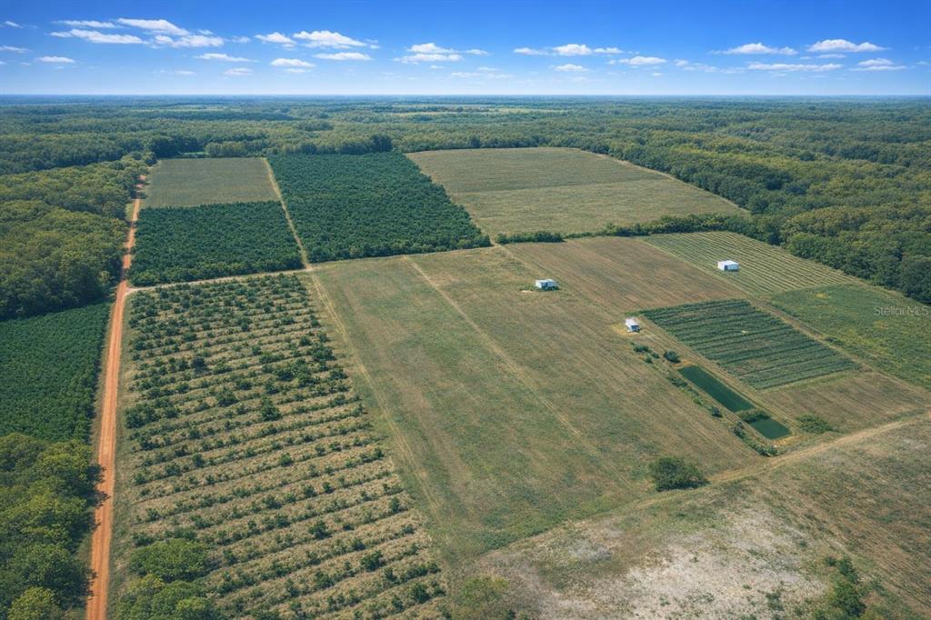 900 Buffum Church Road Fort Meade, FL 33841 - Photo 9 of 19