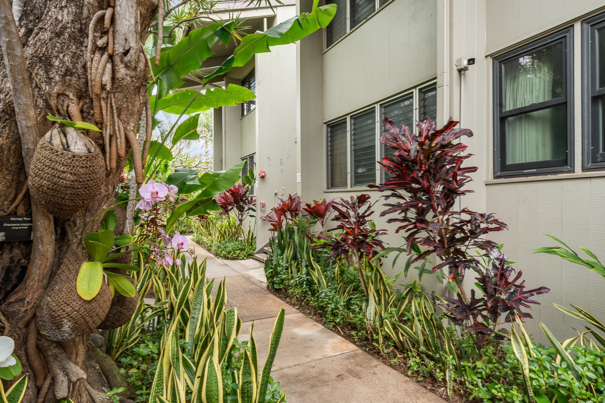 5255 Lower Honoapiilani Road, Unit 207 Lahaina, HI 96761 - Photo 45 of 49 a view of a garden with plants