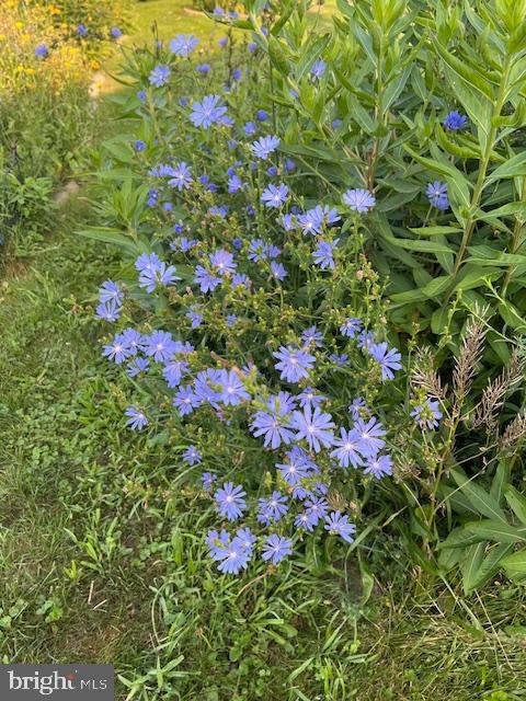 27 South 7th Street Quakertown, PA 18951 - Photo 33 of 33 a view of a flower in a garden