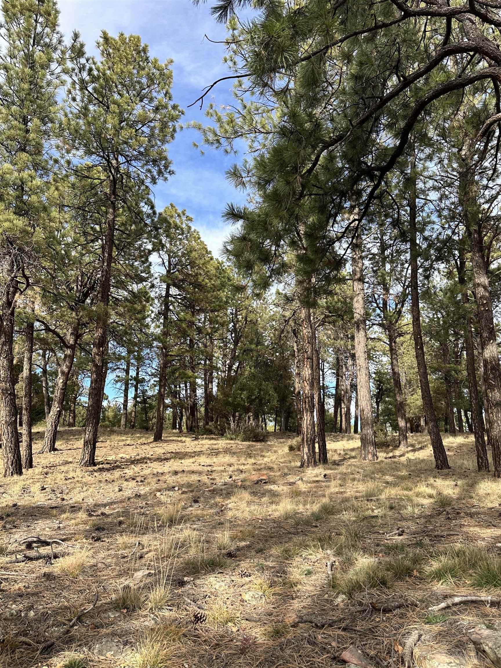 46 Marmot Drive Ridgway, CO 81432 - Photo 7 of 13