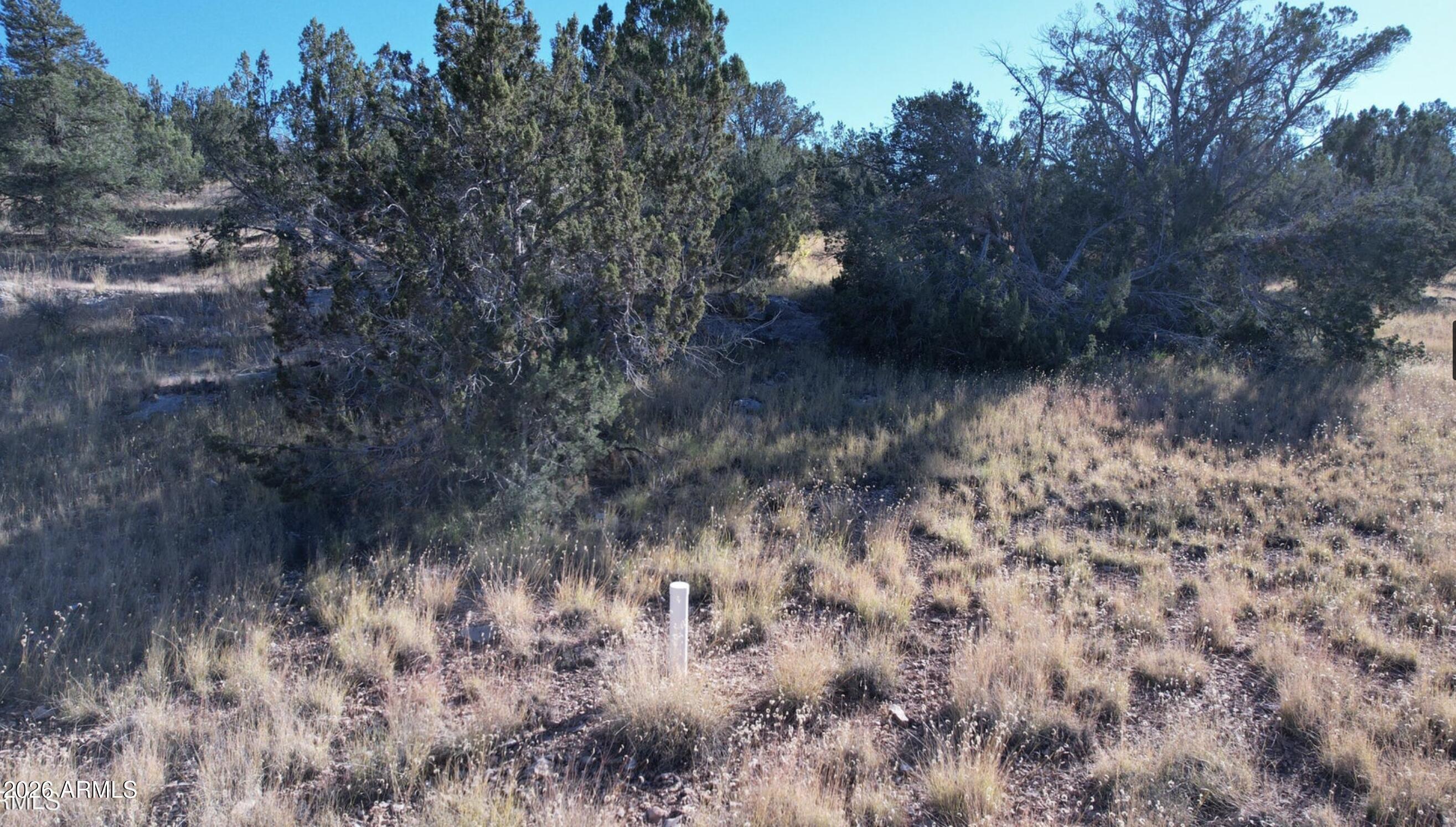 30863 West Basconia Road, Unit 4315 Seligman, AZ 86337 - Photo 5 of 8 a view of a dry yard with trees