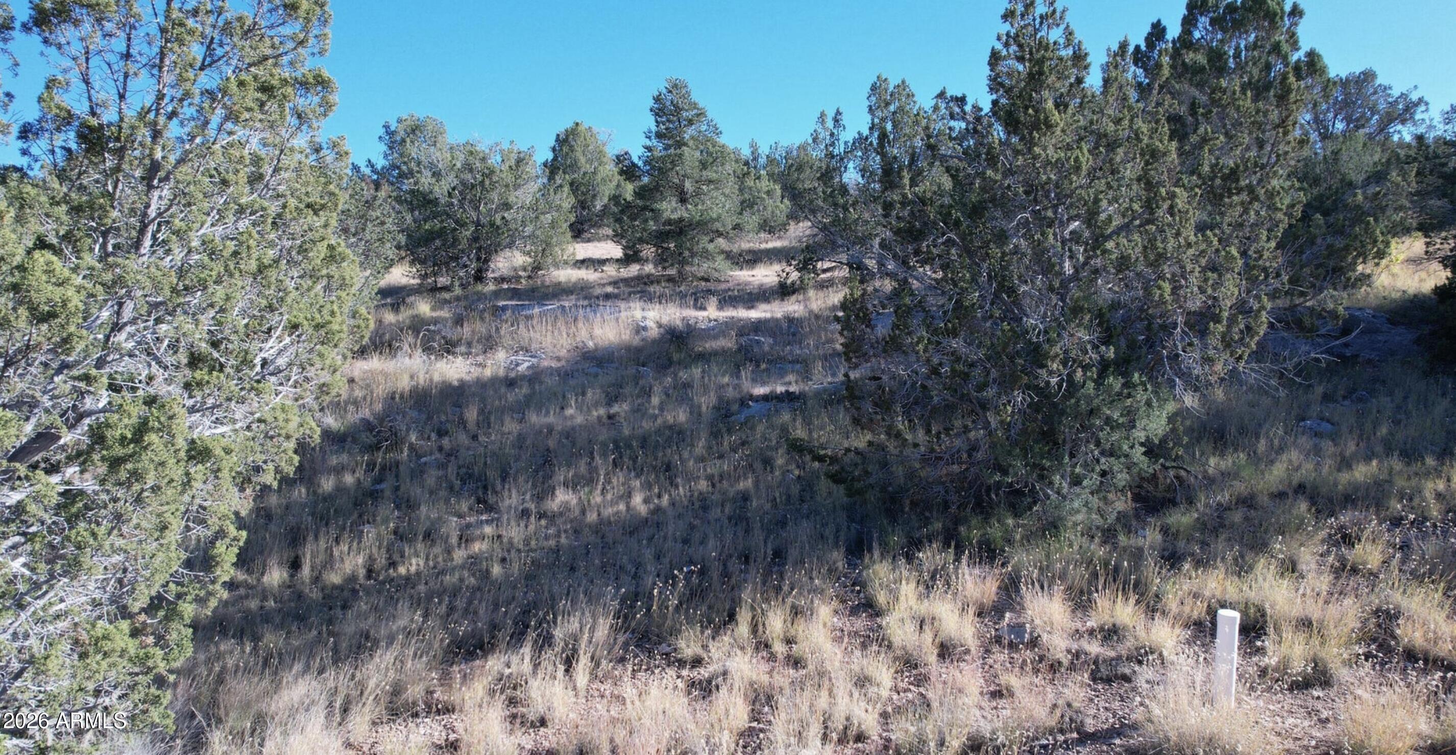 30863 West Basconia Road, Unit 4315 Seligman, AZ 86337 - Photo 6 of 8 a view of a dry yard with trees in the background