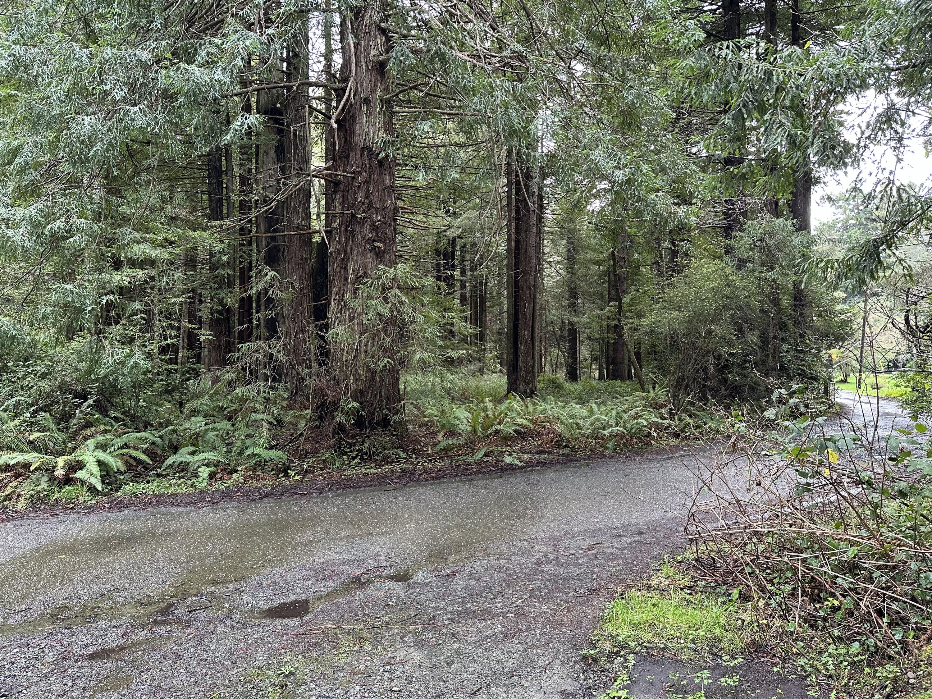 313-297 Quarry Road Trinidad, CA 95570 - Photo 43 of 46