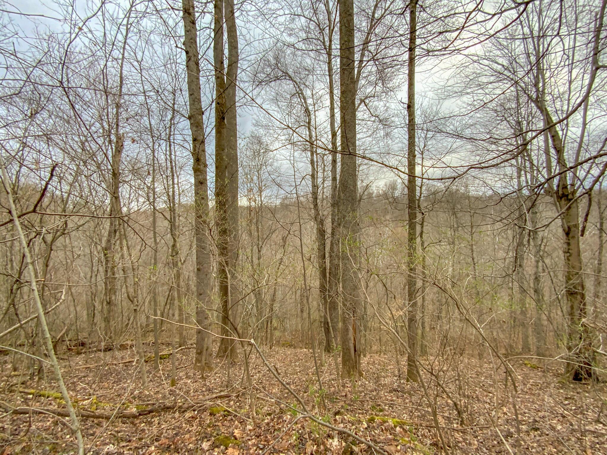 Lot 2 Fogle Road Caldwell, OH 43724 - Photo 10 of 23 IMG_5295