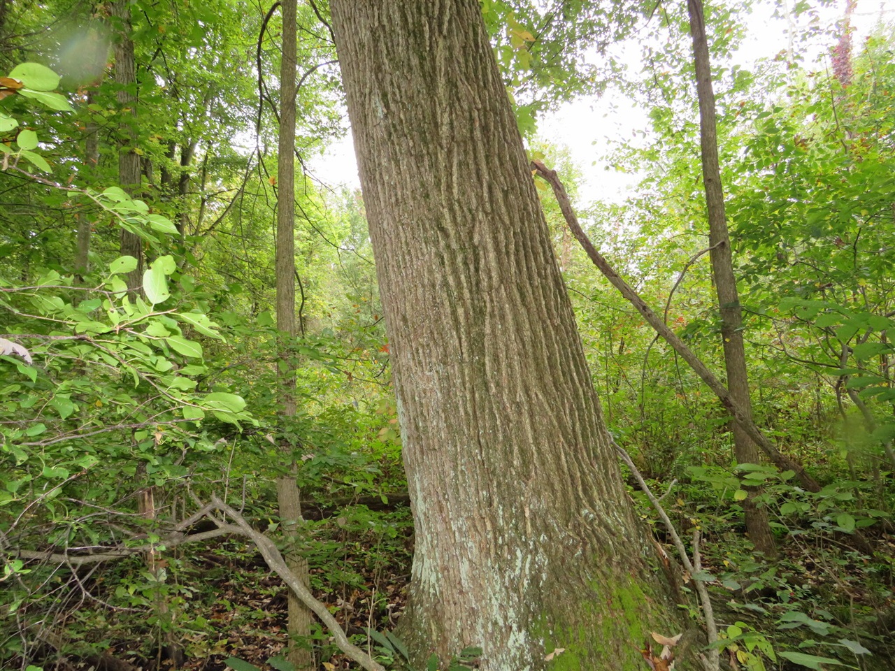 Vl Mcclure Road Eaton Rapids, MI 48827 - Photo 56 of 72