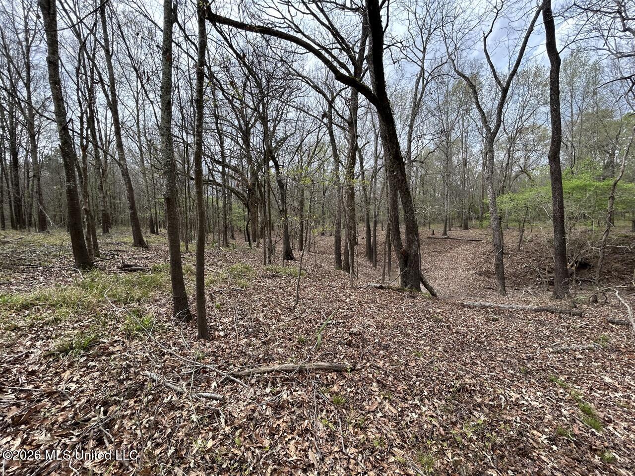 954 Jones Landing Road Wisner, LA 71378 - Photo 43 of 49 IMG_3353 Large