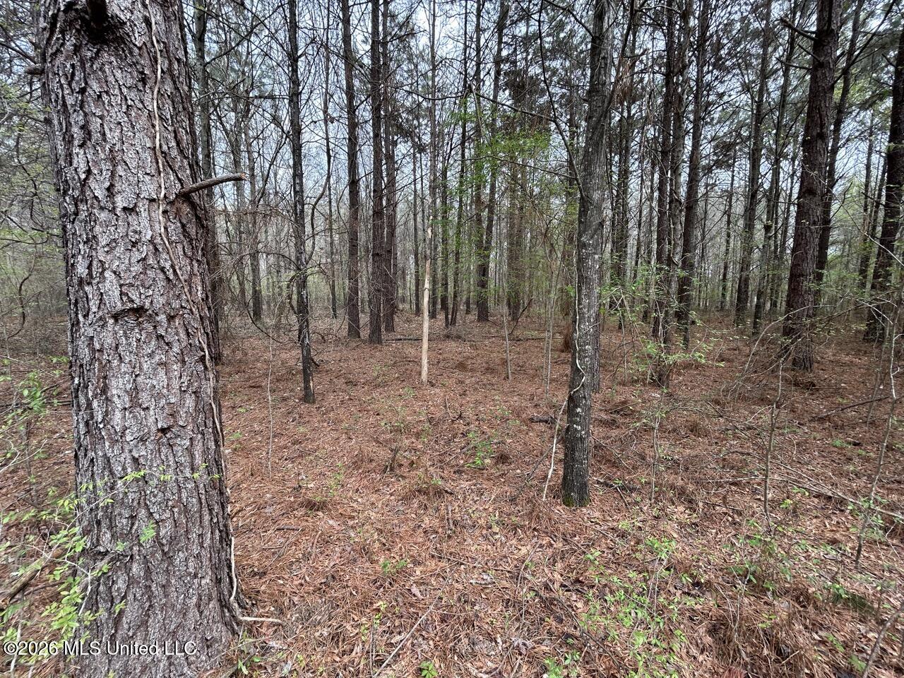 954 Jones Landing Road Wisner, LA 71378 - Photo 44 of 49 IMG_3357 Large