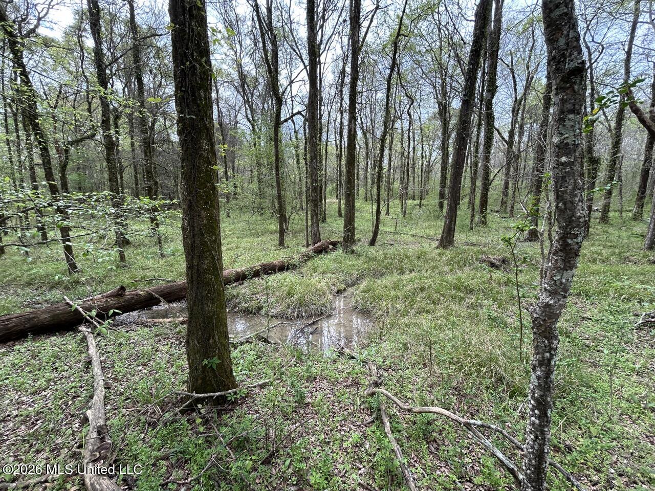 954 Jones Landing Road Wisner, LA 71378 - Photo 45 of 49 IMG_3358 Large