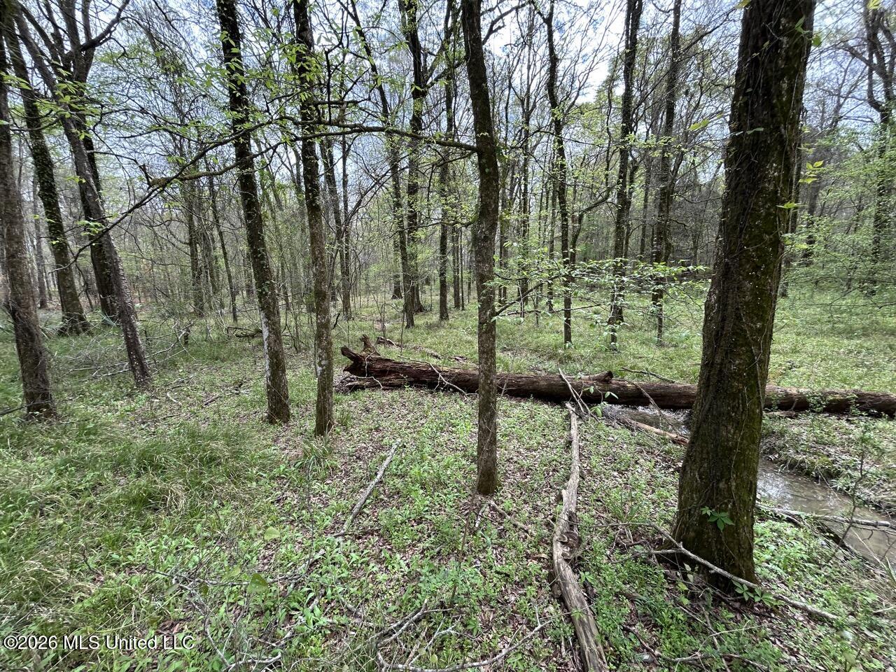 954 Jones Landing Road Wisner, LA 71378 - Photo 46 of 49 IMG_3359 Large